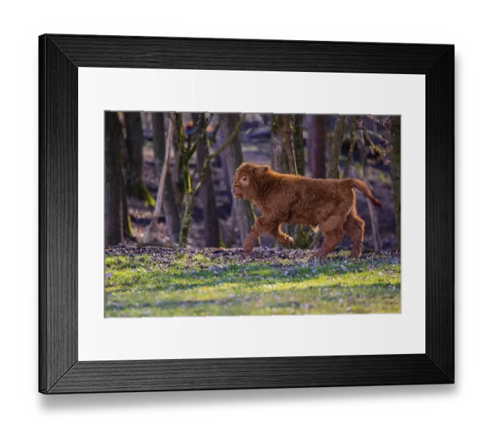 Framed Print : One Highland calf (Bos (primigenius) taurus) runs over a meadow