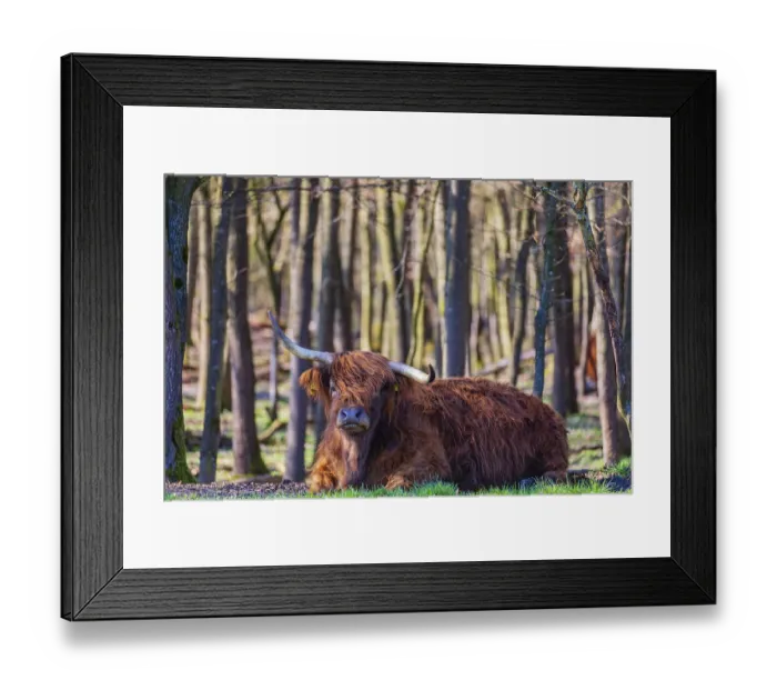 Framed Print : One Highland cow (Bos (primigenius) taurus) rests at a forest edge Framed Print : One Highland cow (Bos (primigenius) taurus) rests at a forest edge