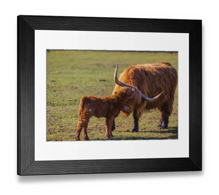 Framed Print : One Highland cow (Bos (primigenius) taurus) stands on a meadow and licks her calf clean Framed Print : One Highland cow (Bos (primigenius) taurus) stands on a meadow and licks her calf clean