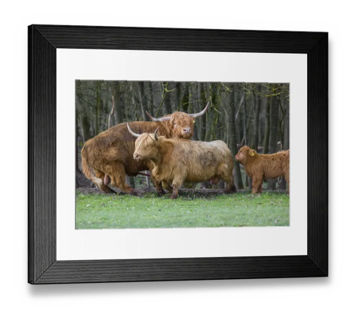 Framed Print : One Highland bull (Bos (primigenius) taurus) chases a cow before mating