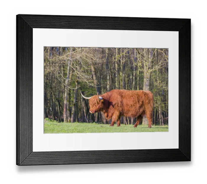 Framed Print : One Highland cow (Bos primigenius) taurus) stands on a pasture at a forest edge