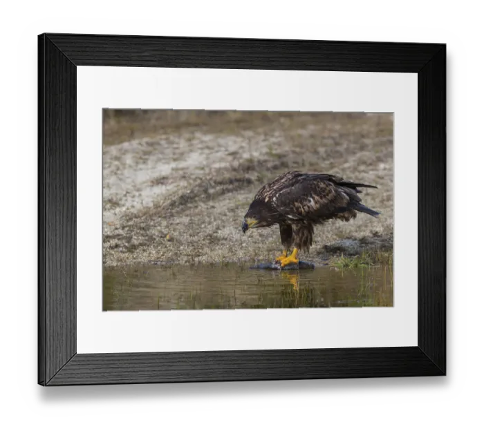 Framed Print : One white-tailed eagle (Haliaeetus albicilla) sitting lakeshore in early light Framed Print : One white-tailed eagle (Haliaeetus albicilla) sitting lakeshore in early light