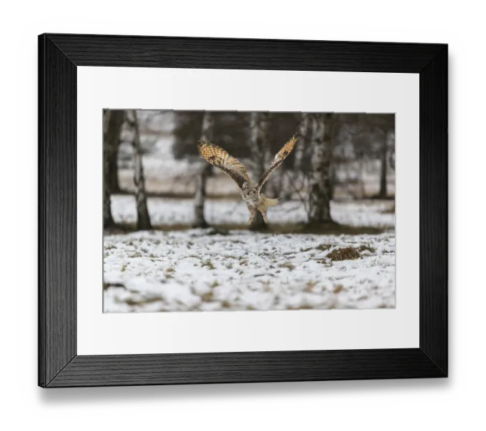 Framed Print : One Siberian Eagle Owl (Bubo bubo sibiricus) flying over a snowy meadow at the edge of a a forest
