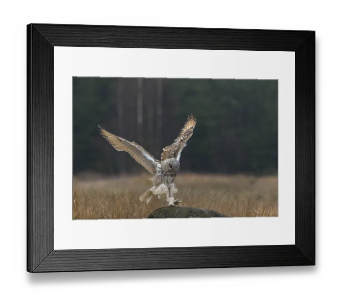 Framed Print : One Siberian Eagle Owl (Bubo bubo sibiricus)
