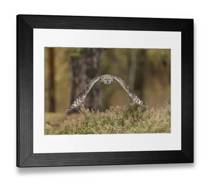 Framed Print : One spotted eagle-owl (Bubo africanus) flying thru a forest Framed Print : One spotted eagle-owl (Bubo africanus) flying thru a forest
