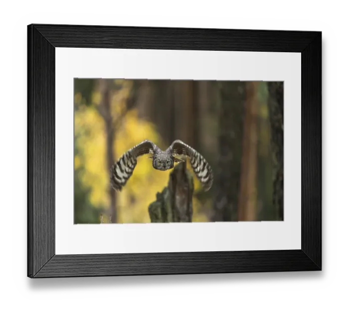 Framed Print : One spotted eagle-owl (Bubo africanus) flying thru a forest