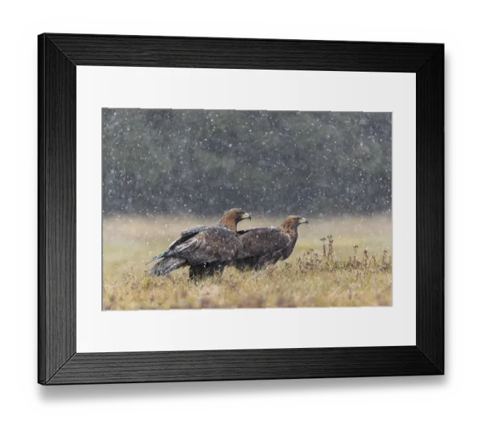 Framed Print : Two golden eagle (Aquila chrysaetos) sitting in a meadow during snow fall Framed Print : Two golden eagle (Aquila chrysaetos) sitting in a meadow during snow fall