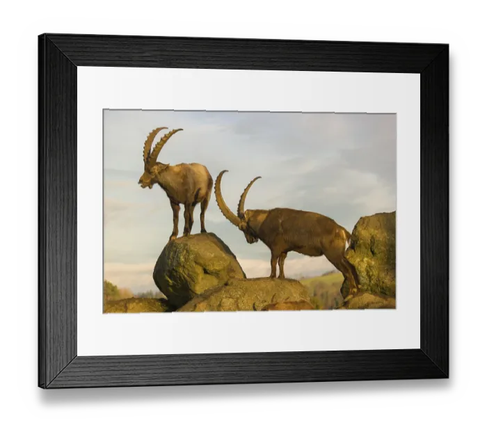 Framed Print : Two male ibex (Capra ibex) playing on a rock in the last light of the day