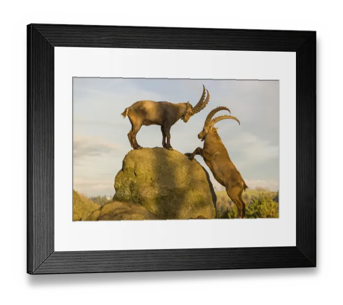 Framed Print : Two male ibex (Capra ibex) playing on a rock in the last light of the day