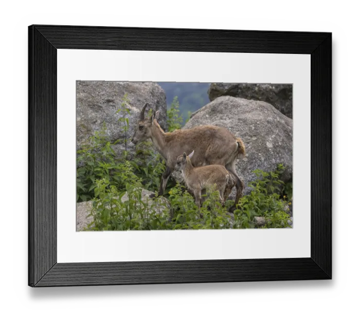 Framed Print : One adult female ibex (Capra ibex) walking over rocks with her baby next to her