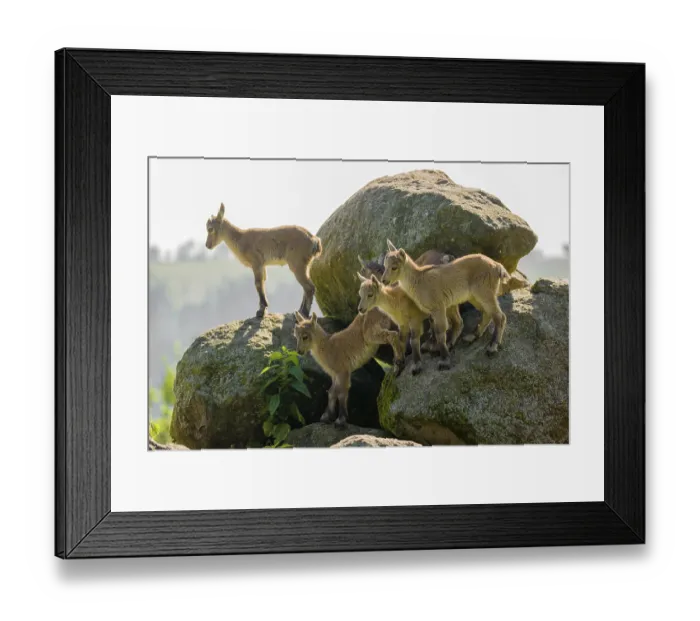 Framed Print : A group of young ibex (Capra ibex) play on a rock Framed Print : A group of young ibex (Capra ibex) play on a rock