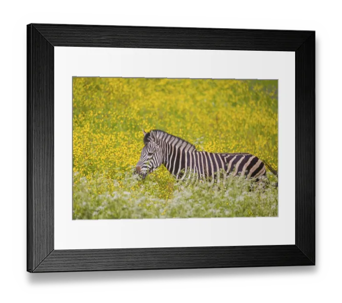 Framed Print : Chapman's zebra (Equus quagga chapmani) grazing on a yellow flowering meadowChapman's zebra (Equus quagga chapmani) Framed Print : Chapman's zebra (Equus quagga chapmani) grazing on a yellow flowering meadowChapman's zebra (Equus quagga chapmani)