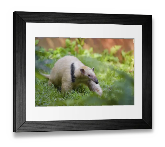 Framed Print : One southern tamandua (Tamandua tetradactyla)