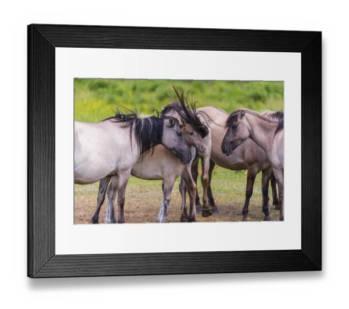 Framed Print : A herd of tarpans (Equus ferus) stands in a clearing in the Masuria tarpan horse reserve