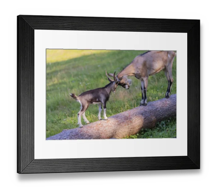 Framed Print : One Tauernschecke goatling, Capra aegagrus hircus