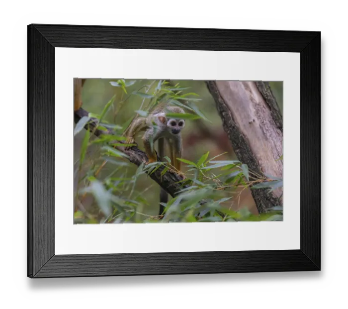 Framed Print : One baby Central American squirrel monkey Framed Print : One baby Central American squirrel monkey