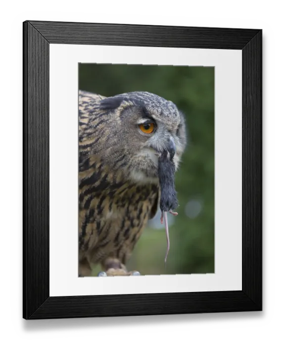 Framed Print : Portrait of an Eurasian Eagle Owl
