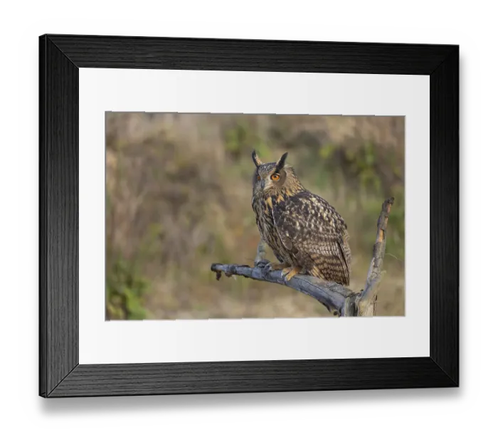 Framed Print : One Eurasian Eagle Owl, Bubo bubo Framed Print : One Eurasian Eagle Owl, Bubo bubo