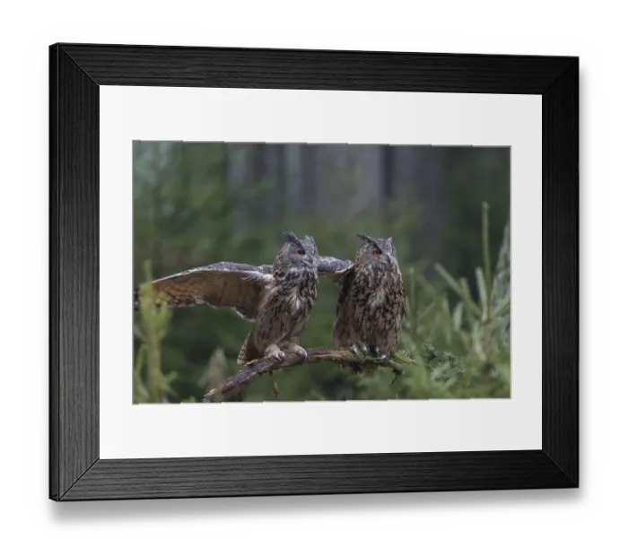 Framed Print : One female and one male Eurasian Eagle Owl