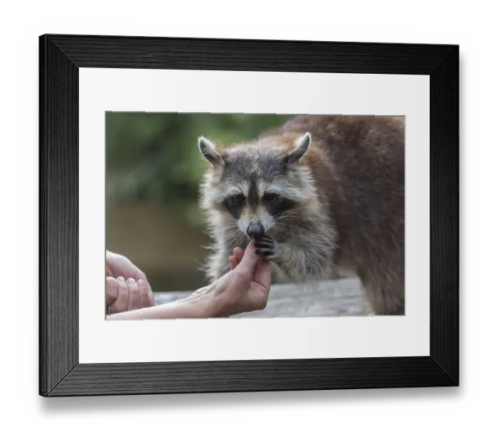 Framed Print : One Raccoon, procyon lotor, taking food out of a tourists hand