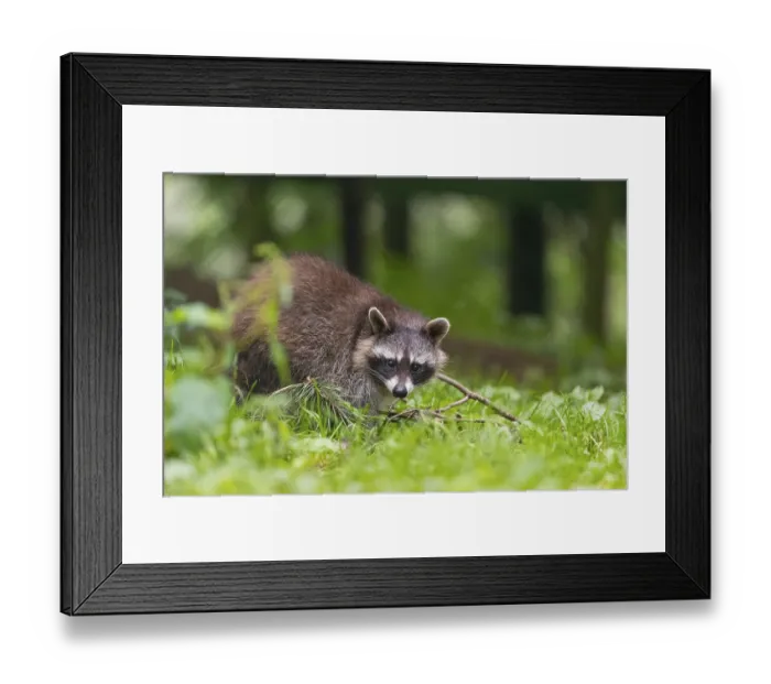 Framed Print : One adult Raccoon, Procyon lotor Framed Print : One adult Raccoon, Procyon lotor