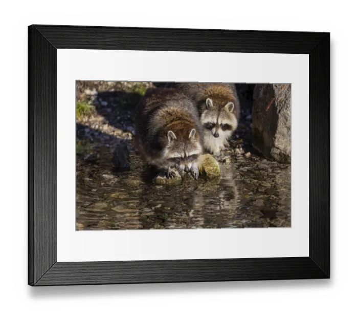 Framed Print : Two Raccoons, Procyon lotor, looking for food between the pebbles in shallow water
