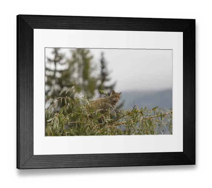 Framed Print : One European wildcat, Felis silvestris silvestris Framed Print : One European wildcat, Felis silvestris silvestris
