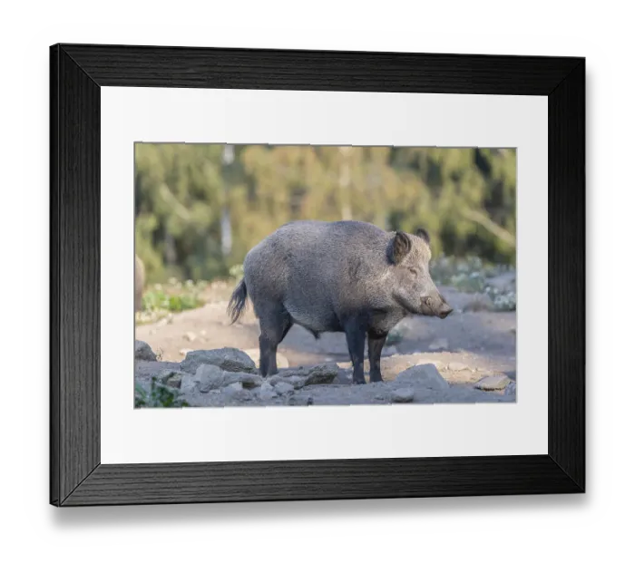 Framed Print : One adult wild boar or wild pig (Sus scrofa)
