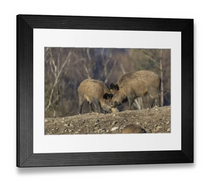 Framed Print : Two adult wild boar or wild pig (Sus scrofa) standing on a small hill on an opening Framed Print : Two adult wild boar or wild pig (Sus scrofa) standing on a small hill on an opening