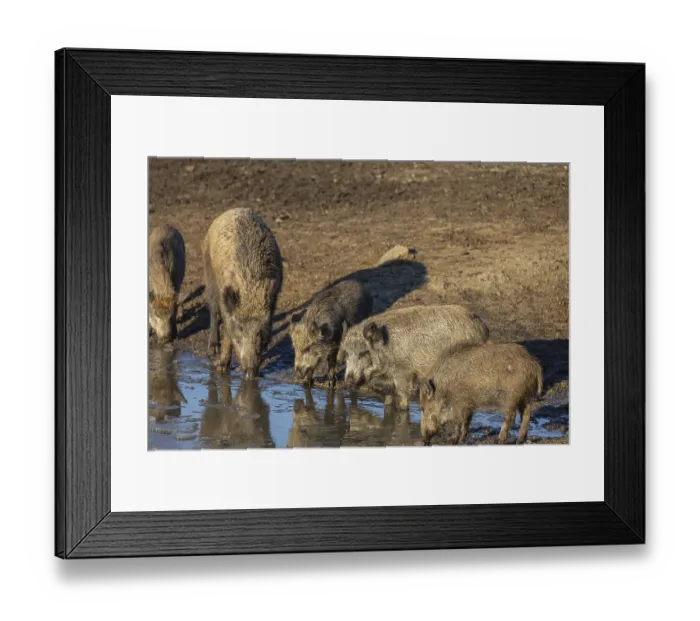 Framed Print : Four young and one adult wild boar or wild pig (Sus scrofa)