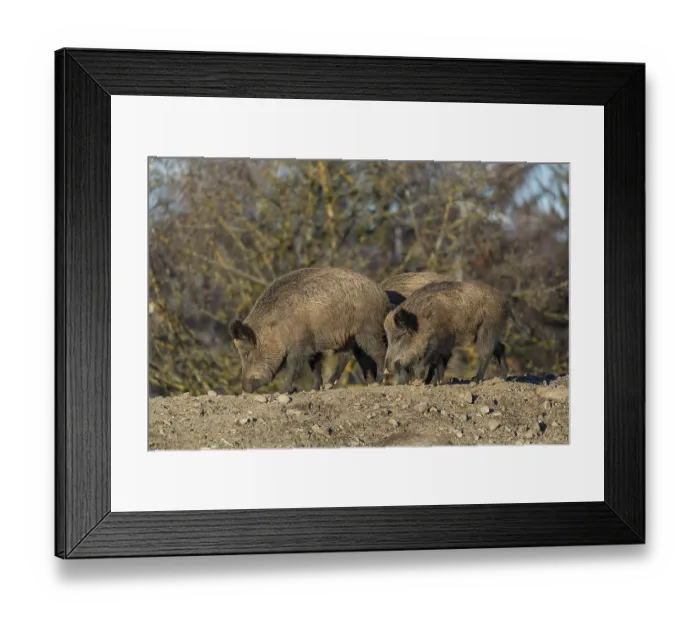 Framed Print : Three adult wild boar or wild pig (Sus scrofa) standing on a small hill on an opening Framed Print : Three adult wild boar or wild pig (Sus scrofa) standing on a small hill on an opening