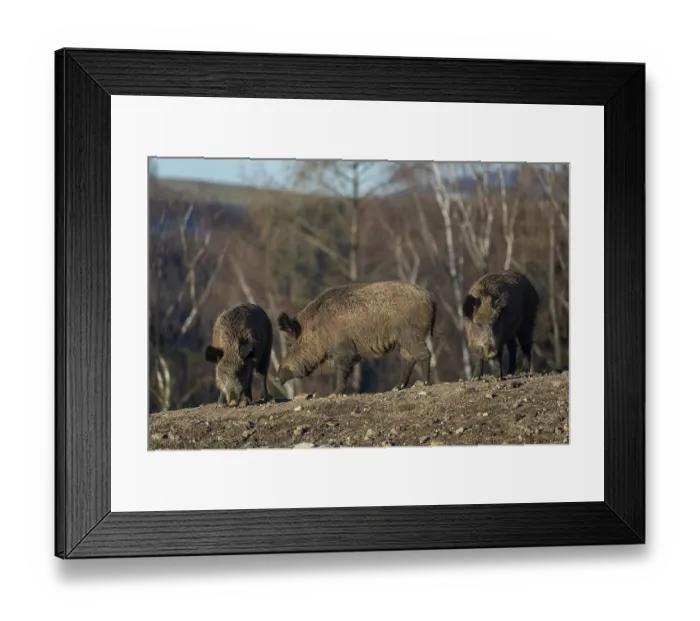 Framed Print : Three adult wild boar or wild pig (Sus scrofa) standing on a small hill on an opening
