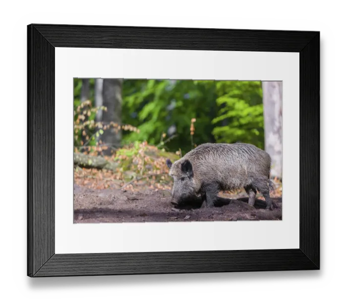 Framed Print : A wild boar (Sus scrofa) looks for food in a clearing