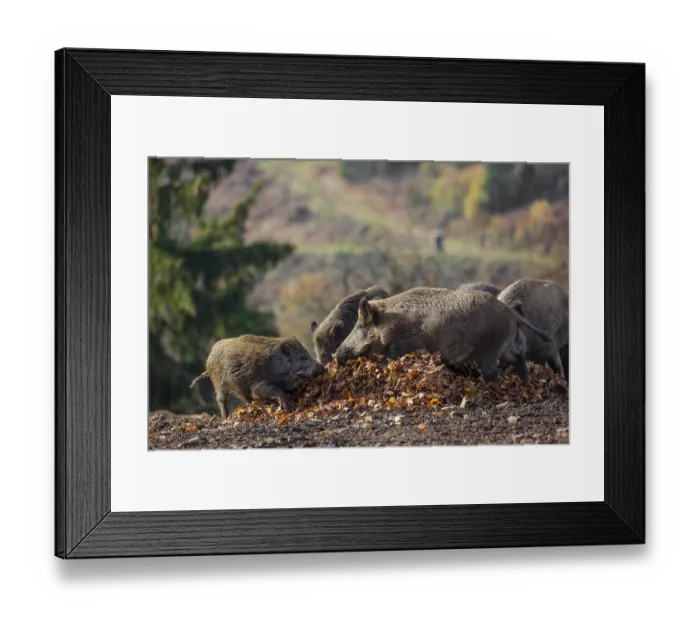 Framed Print : Group of wild boar or wild pig (Sus scrofa) stand on a clearing in a pile of leaves
