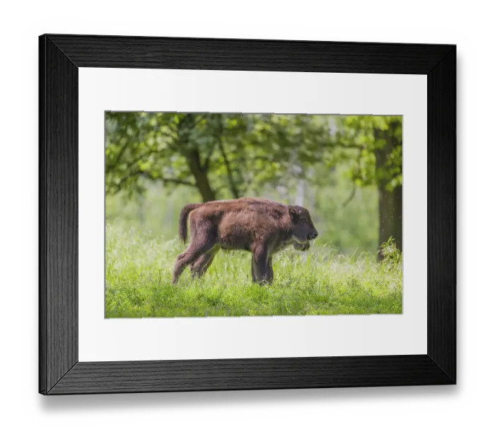 Framed Print : Two European bison calves (Bison bonasus) stand side by side in a forest