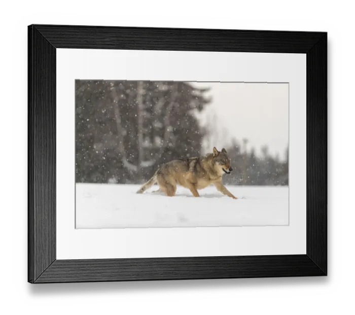 Framed Print : One male eurasian gray wolf (Canis lupus lupus) running thru deep snow during snow fall