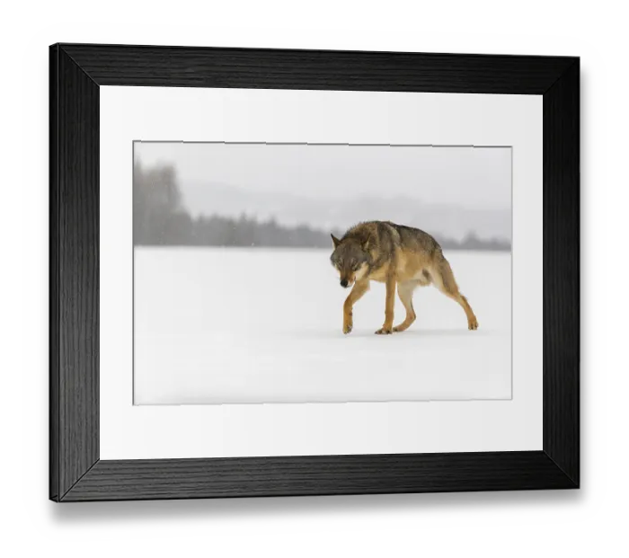 Framed Print : One male eurasian gray wolf (Canis lupus lupus) walking thru deep snow during snow fall