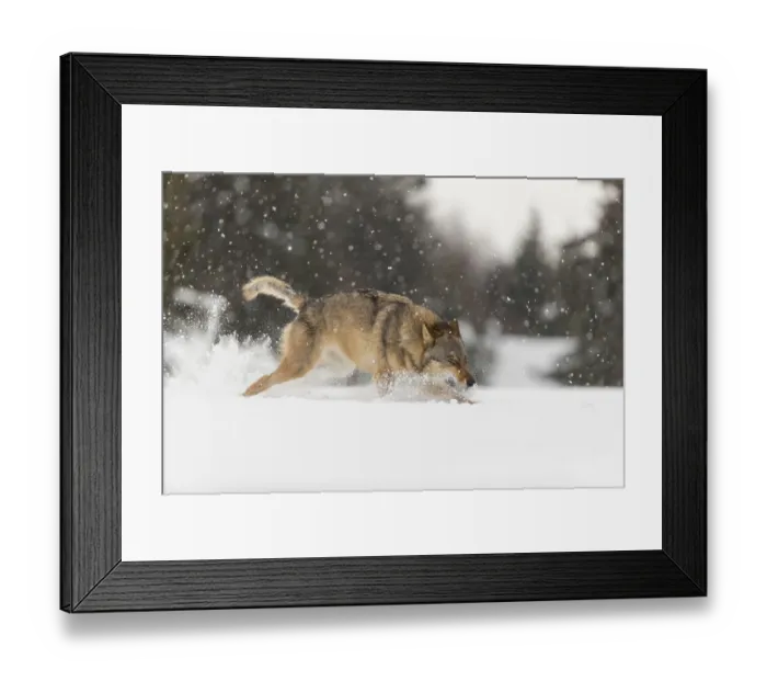 Framed Print : One male eurasian gray wolf (Canis lupus lupus) running thru deep snow during snow fall