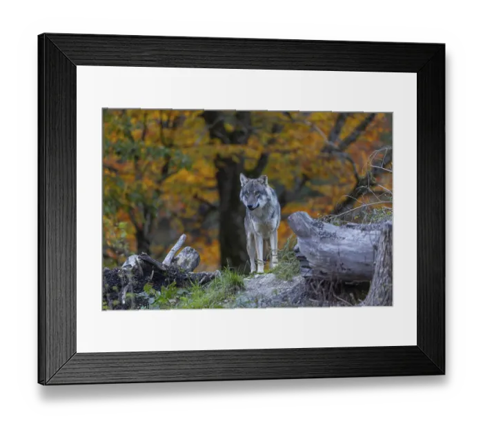 Framed Print : One eurasian gray wolf (Canis lupus lupus)