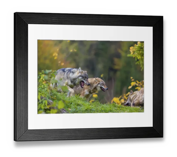 Framed Print : Three eurasian gray wolves (Canis lupus lupus) meet on a hill