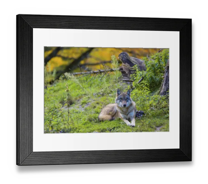 Framed Print : One eurasian gray wolf (Canis lupus lupus)