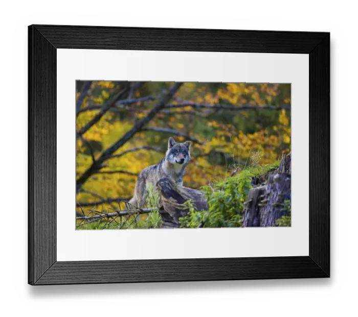 Framed Print : One eurasian gray wolf (Canis lupus lupus) Framed Print : One eurasian gray wolf (Canis lupus lupus)