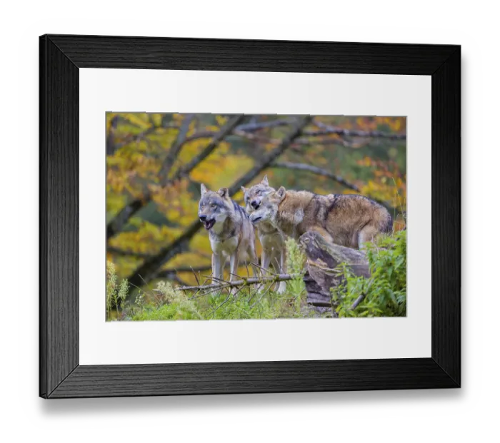 Framed Print : Three eurasian gray wolves (Canis lupus lupus) meet on a hill