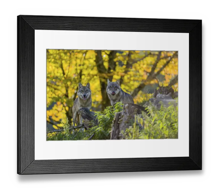 Framed Print : Two eurasian gray wolves (Canis lupus lupus) stand on a hill