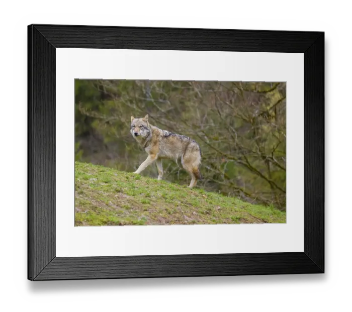 Framed Print : One eurasian gray wolf (Canis lupus lupus) stands on a hill