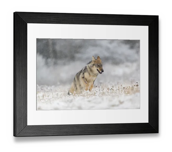 Framed Print : One young male eurasian gray wolf (Canis lupus lupus) Framed Print : One young male eurasian gray wolf (Canis lupus lupus)