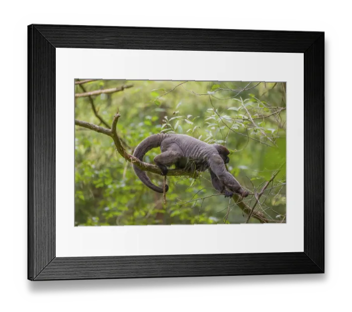 Framed Print : A common woolly monkey, brown woolly monkey Framed Print : A common woolly monkey, brown woolly monkey