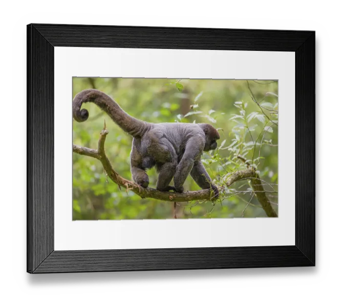 Framed Print : A common woolly monkey, brown woolly monkey