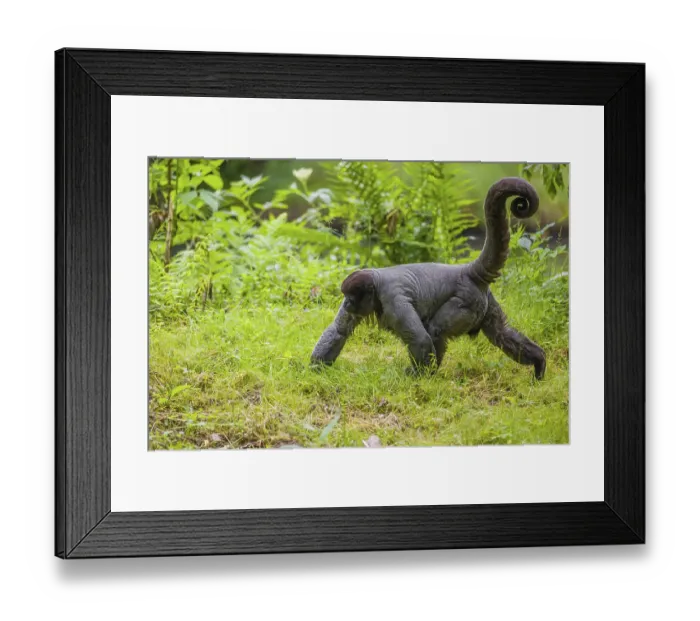 Framed Print : A common woolly monkey, brown woolly monkey