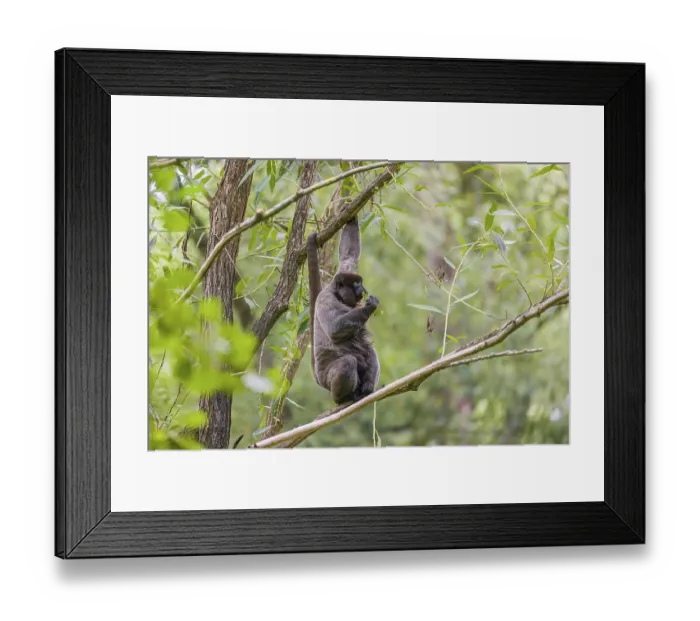 Framed Print : A common woolly monkey, brown woolly monkey Framed Print : A common woolly monkey, brown woolly monkey